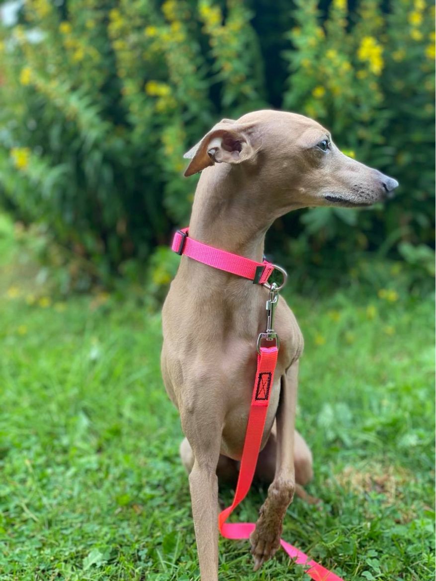 Bilde av VIP Dogwear Mini halsbånd puppy Pink